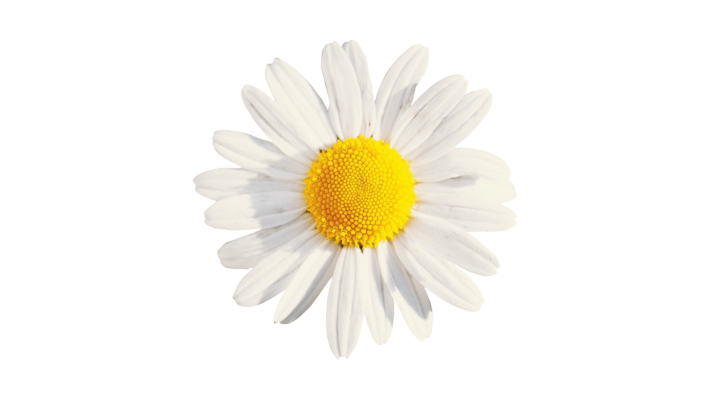 An illustrative image of chamomile flower head on white background