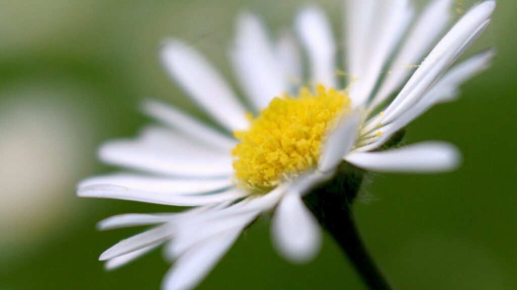 selective focus photography of white petaled flower in bloom