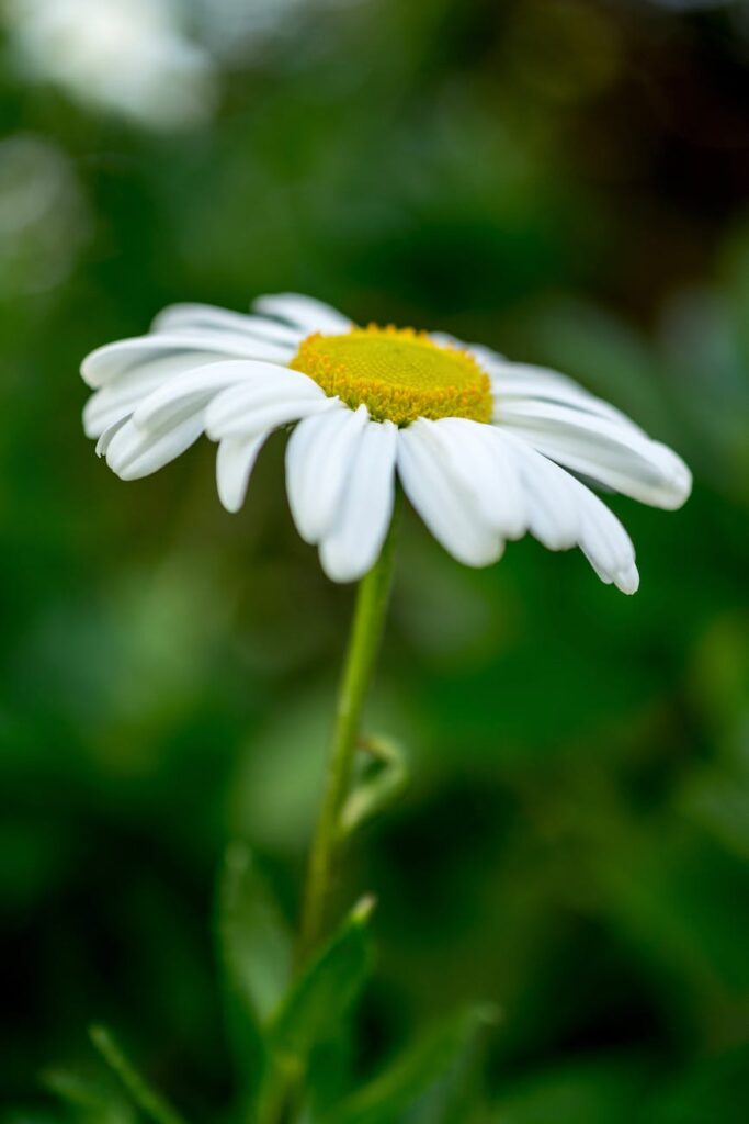 white daisy flower