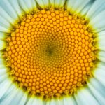 white daisy flower in closeup photography