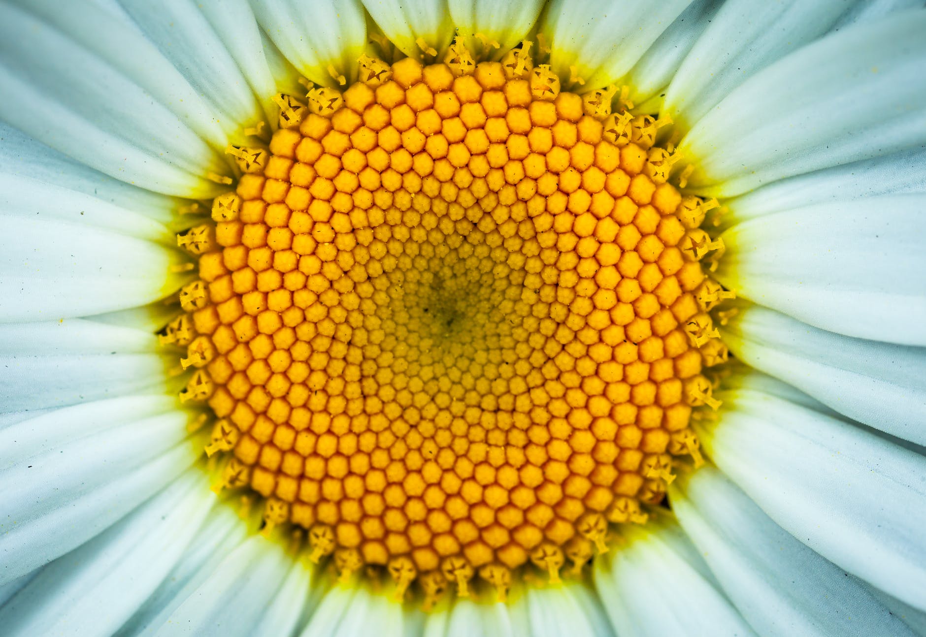 white daisy flower in closeup photography