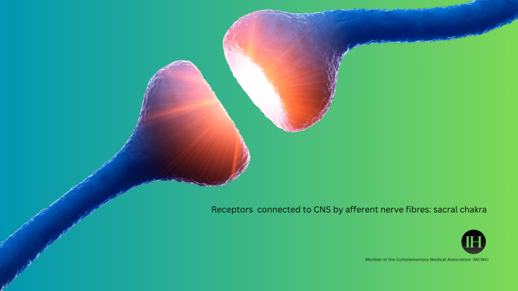 An illustrative image of 3D receptors connected to CNS by afferent nerve fibres: sacral chakra 