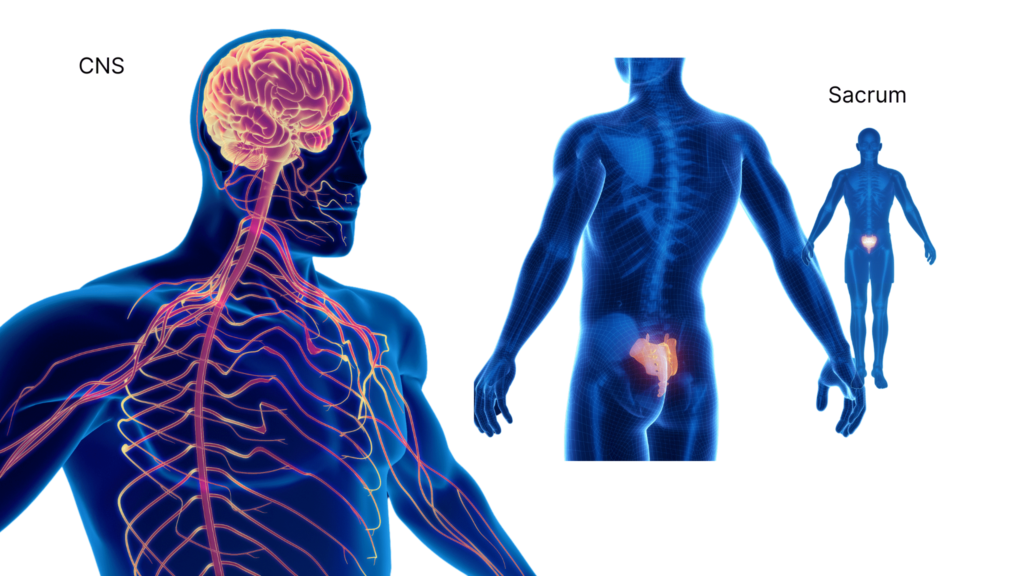 An illustrative image of blue 3d male anatomy depicting the central nervous system and sacrum location 