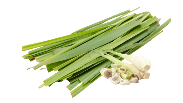 An illustrative image of lemongrass on a white background