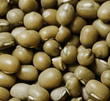 Mung Bean