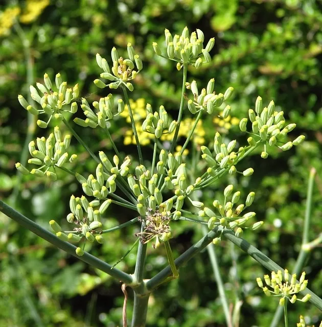 Fennel Seeds Benefits 