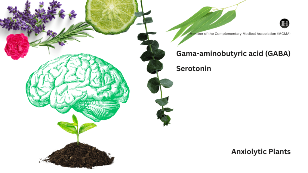 An image of a healthy green 3D brain with plants metaphorically representing anxiety relief.