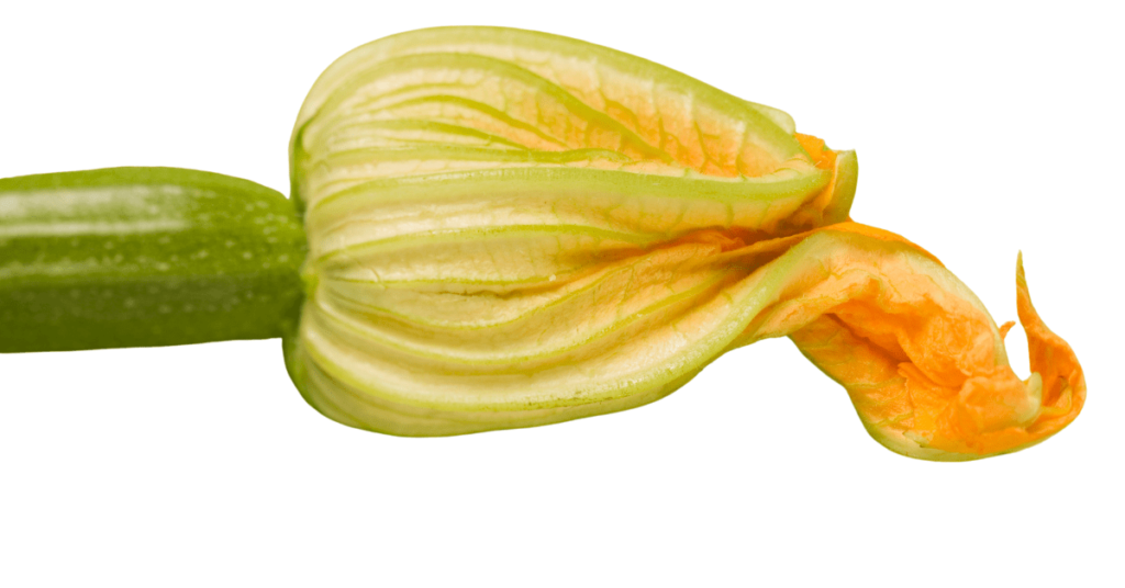 An illustrative image of the courgette plant with closed flower head on white background