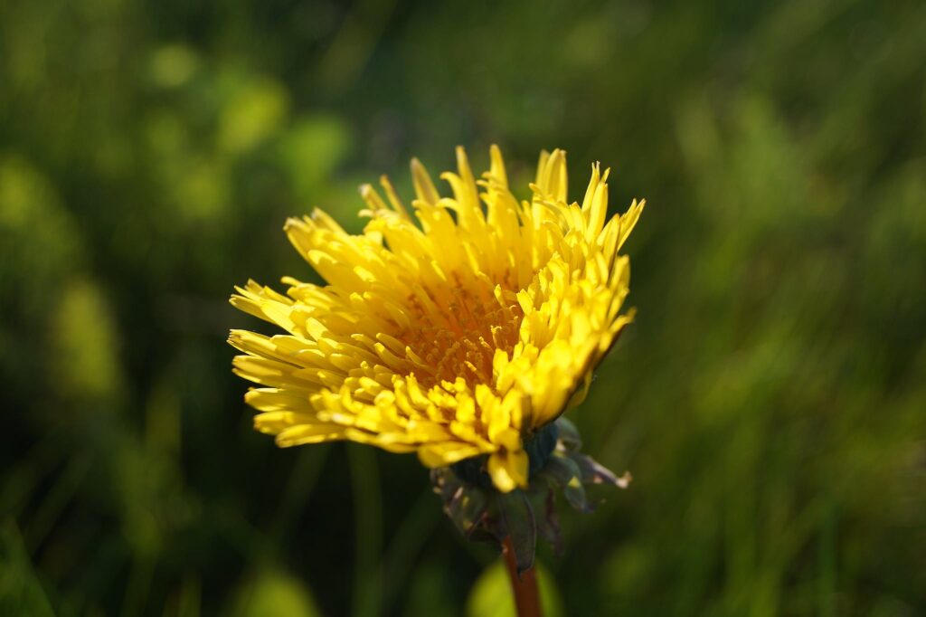 Dandelion Tea