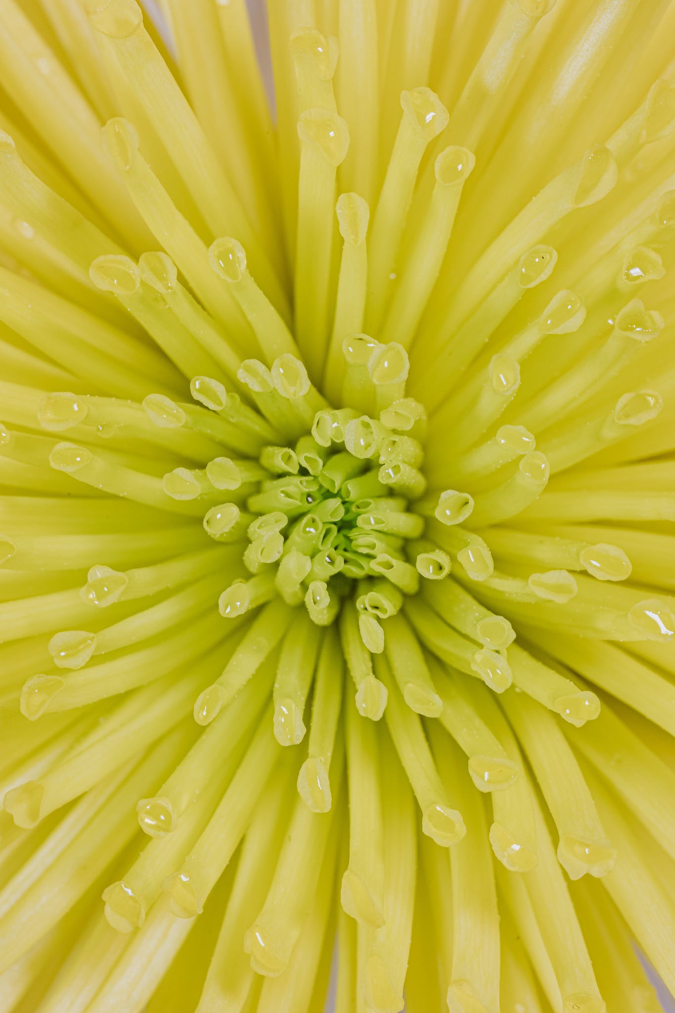 Dandelion Tea