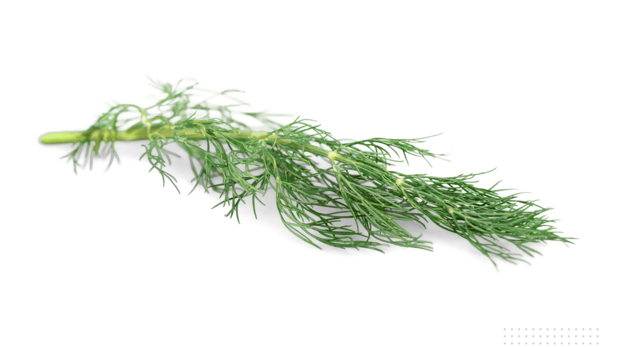 An illustrative image of fennel plant leaf