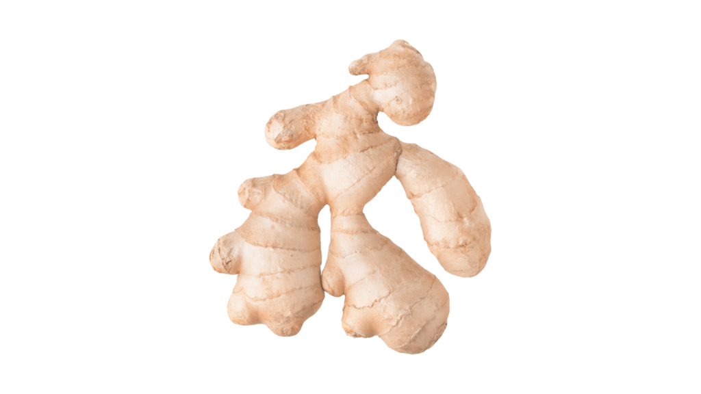 An illustrative image of a piece of ginger root rhizome against a white background