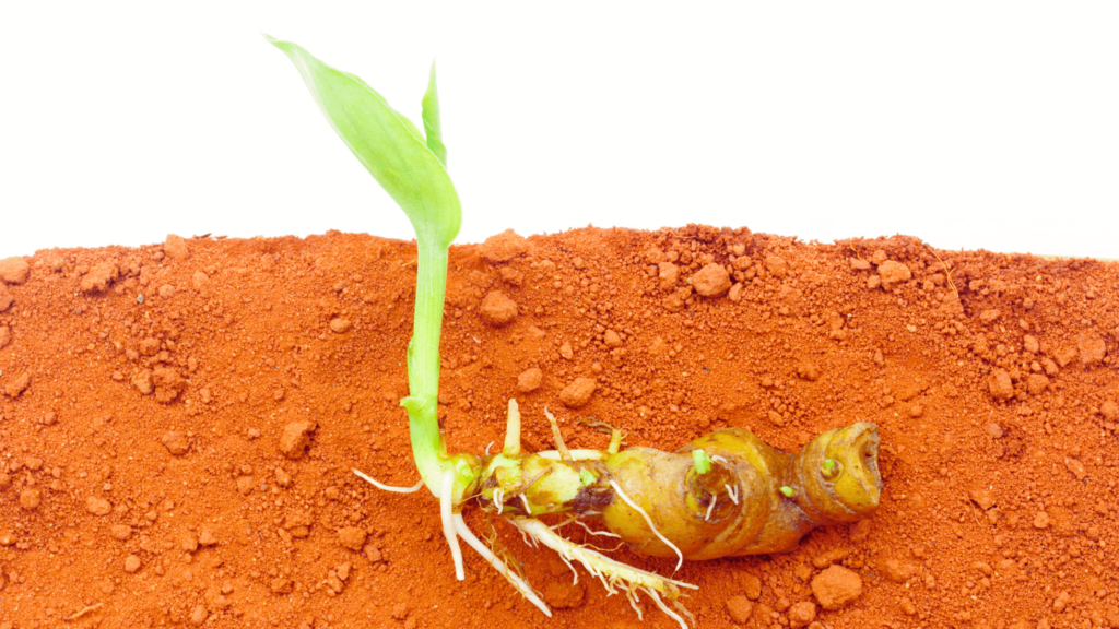 An illustrative image of turmeric root rhizome growing in earth with its plant leaf surfacing