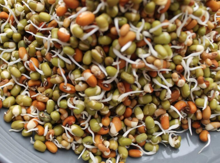 Mung bean sprouts