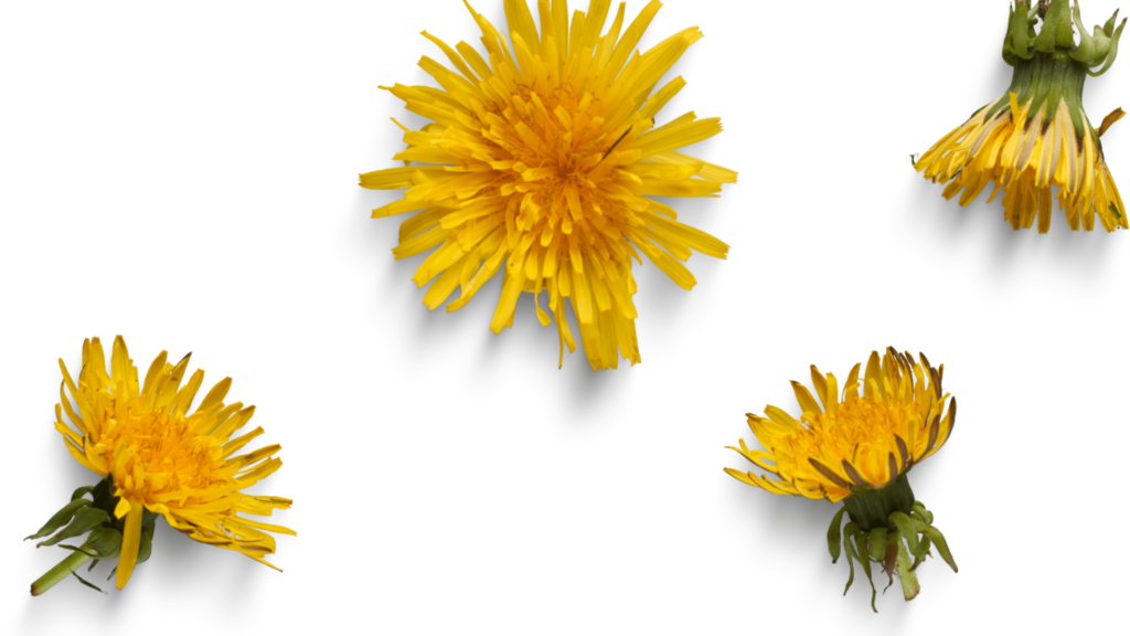 An illustrative image of dandelion head on a white background