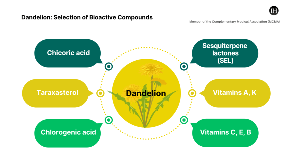 An illustrative chart of Dandelion and some of its bioactive compounds known for therapeutic actions