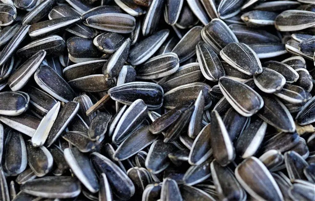 Are Sunflower Seeds Good For You