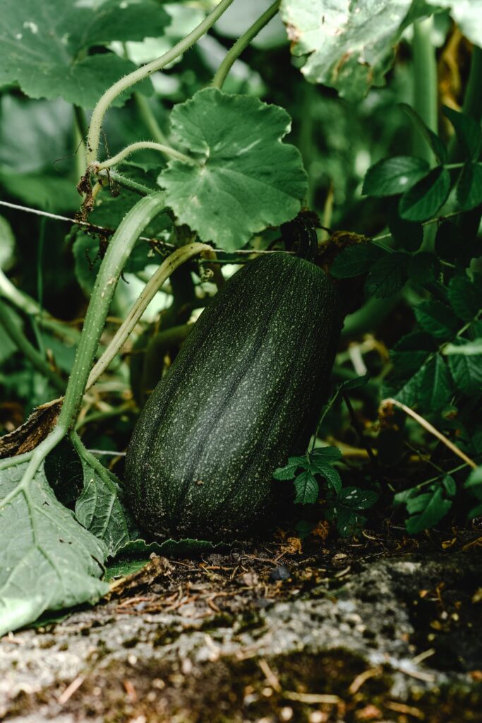 courgette