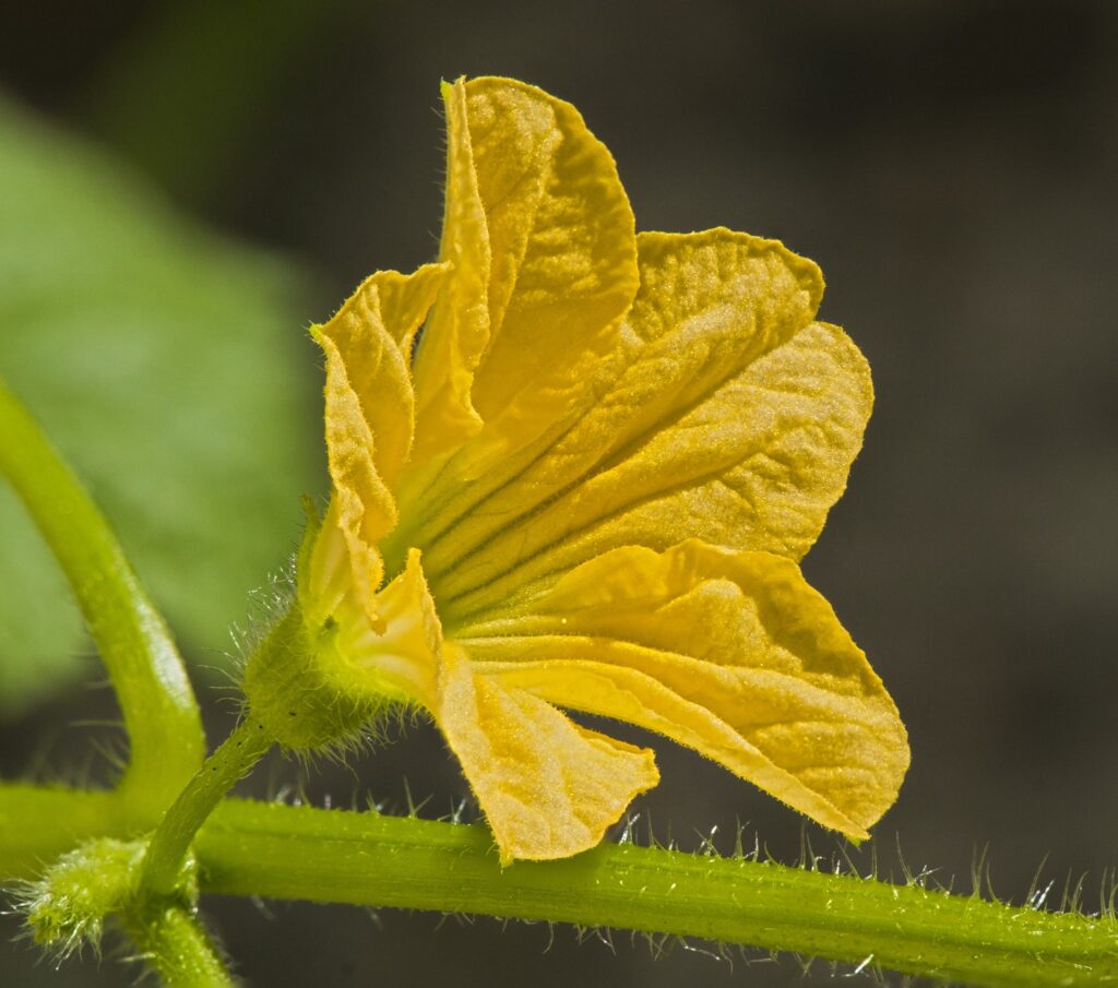 courgette