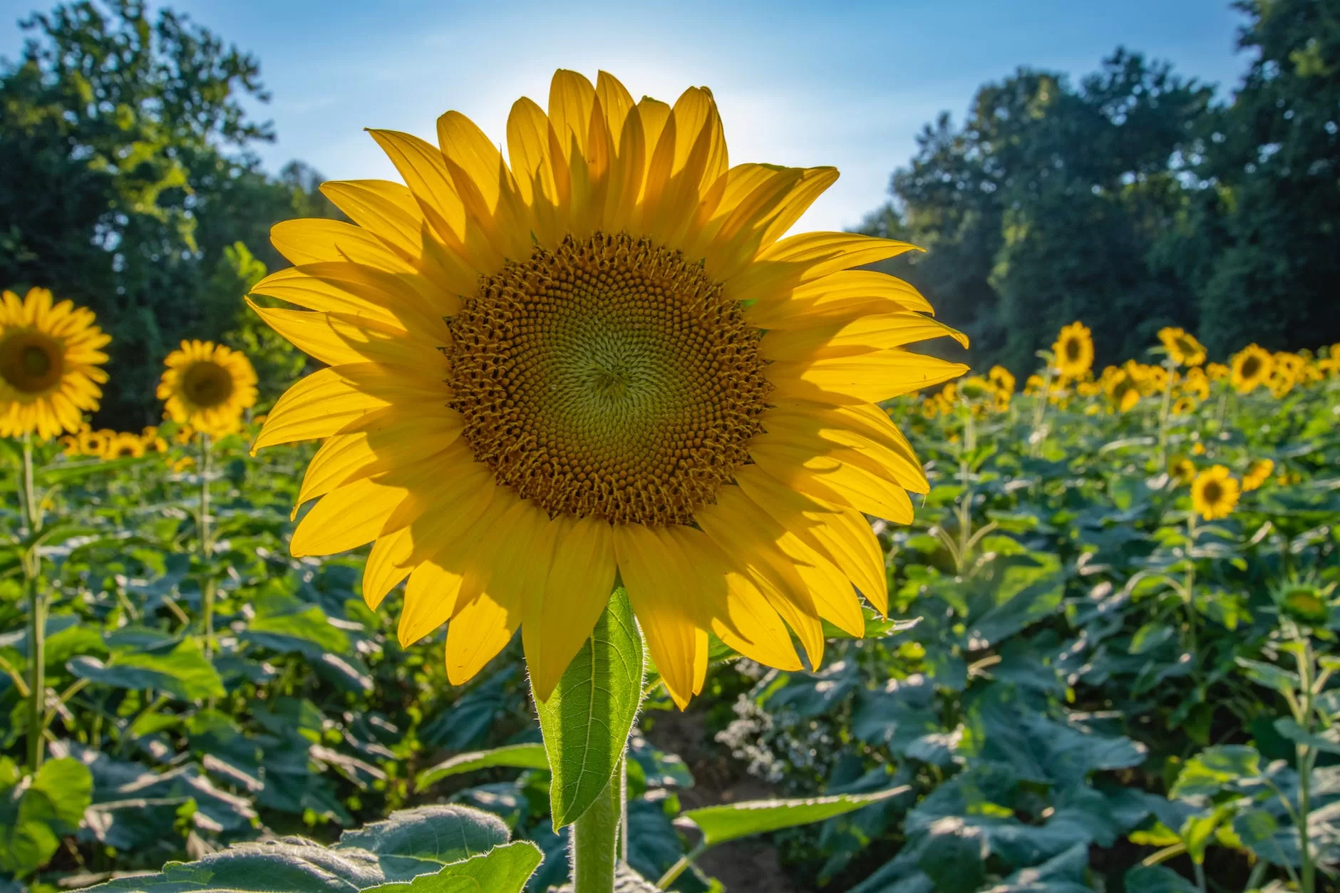 Are Sunflower Seeds Good For You