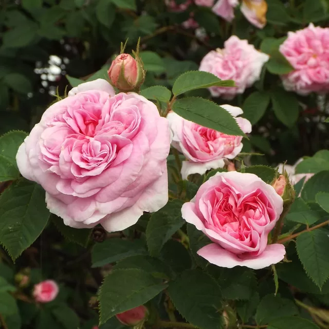 Benefits of rosewater