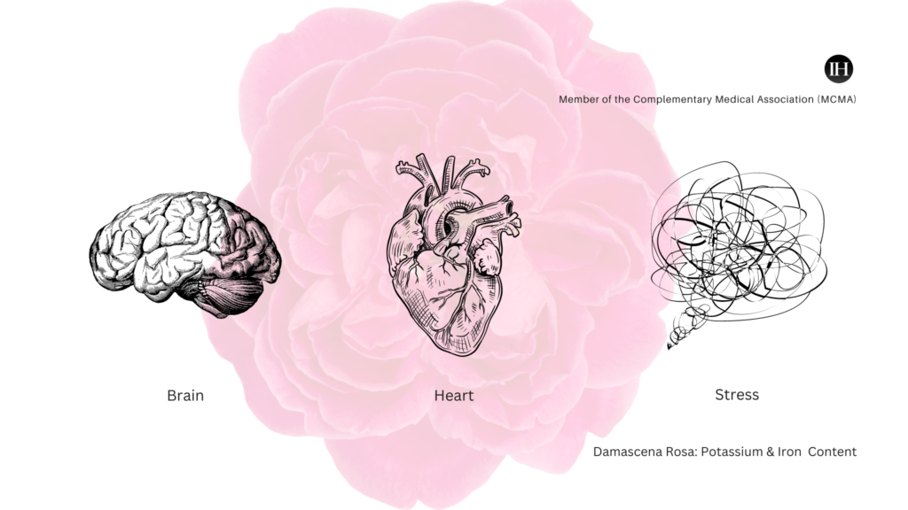 An illustrative image depicting benefits of damask rose on brain heart and stress