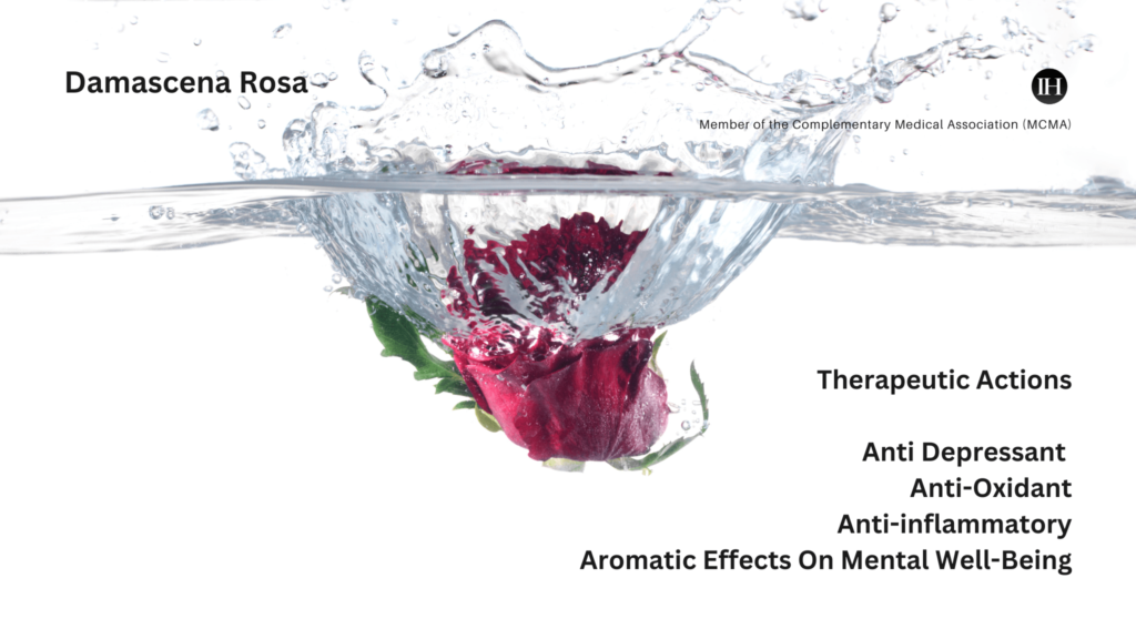 An illustrative image of a rose dropped in water with water splash and text detailing the therapeutic actions of rose water