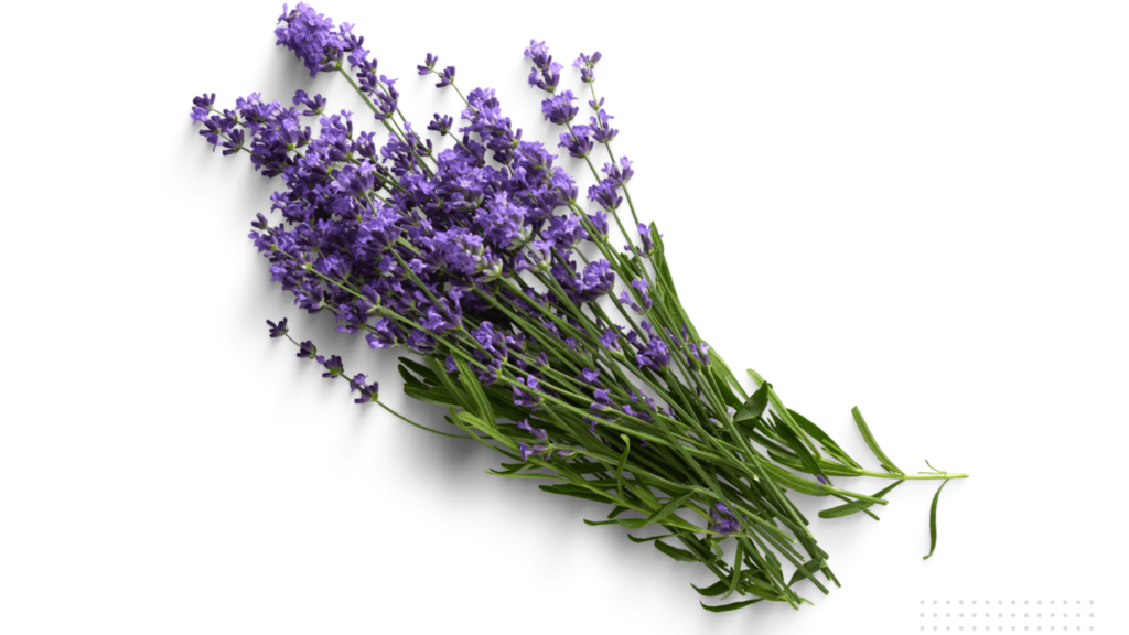 An illustrative image of lavender 