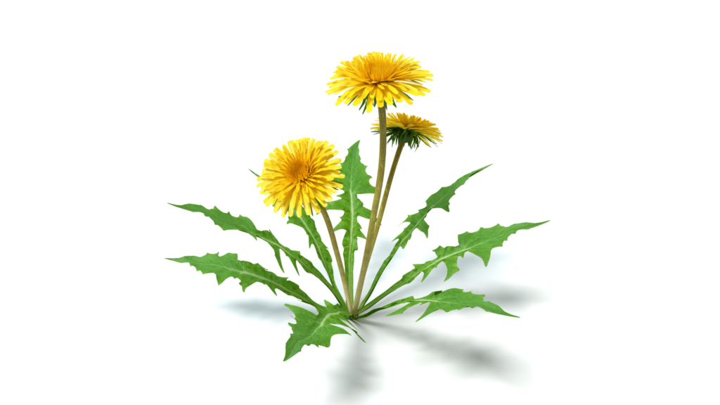 An illustrative example of dandelion flower and leaf