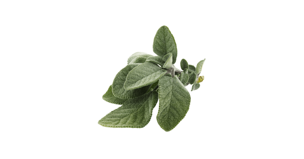 Salvia Officinalis, The Common Sage For Better Cognition-min