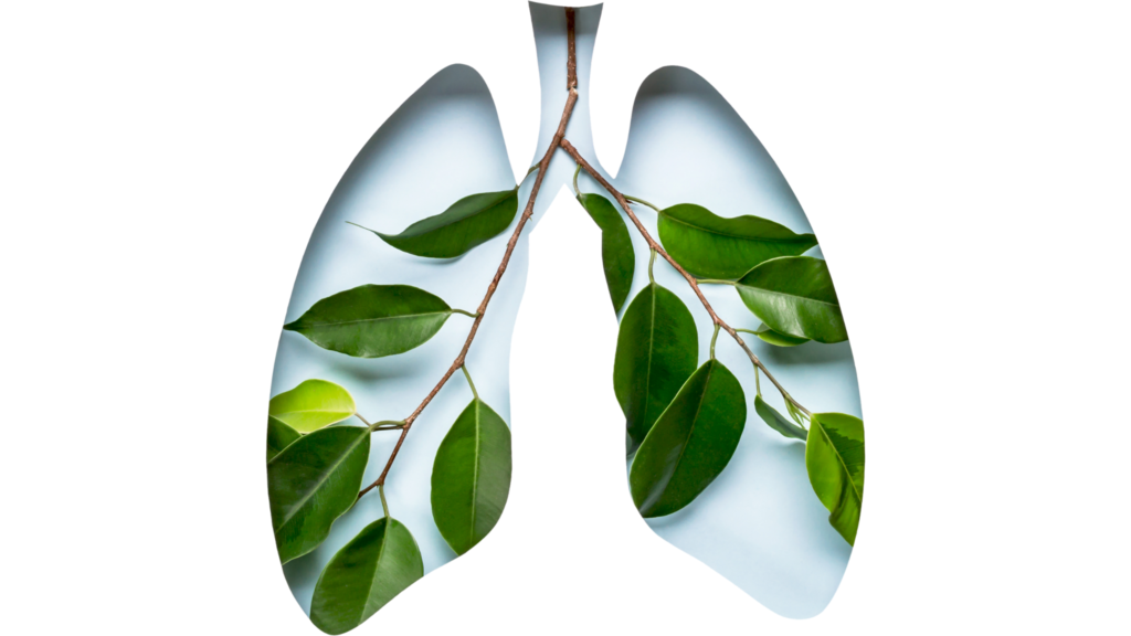 An illustrative image of blue lungs with green leaf depicting healthy respiration, air movement vata