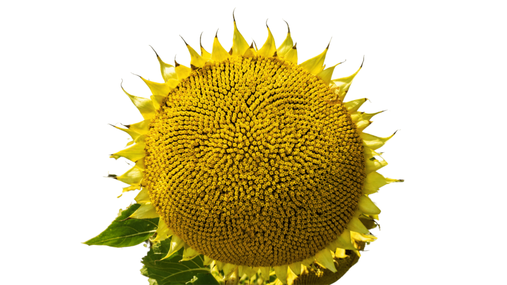 An illustrative image of sunflower head on white background