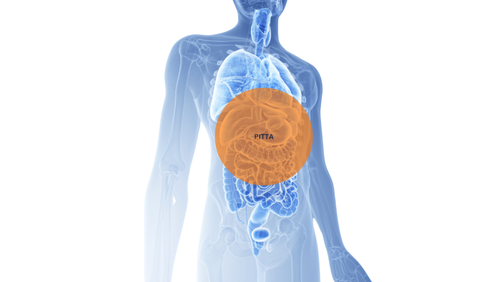 An illustrative image of 3D Abdomen anatomy in blue with a transparent orange circle depicting Pitta 