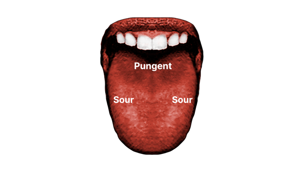 An illustrative image of a mouth with protruding tongue in red depicting location of sour and pungent taste buds in pitta dosha 