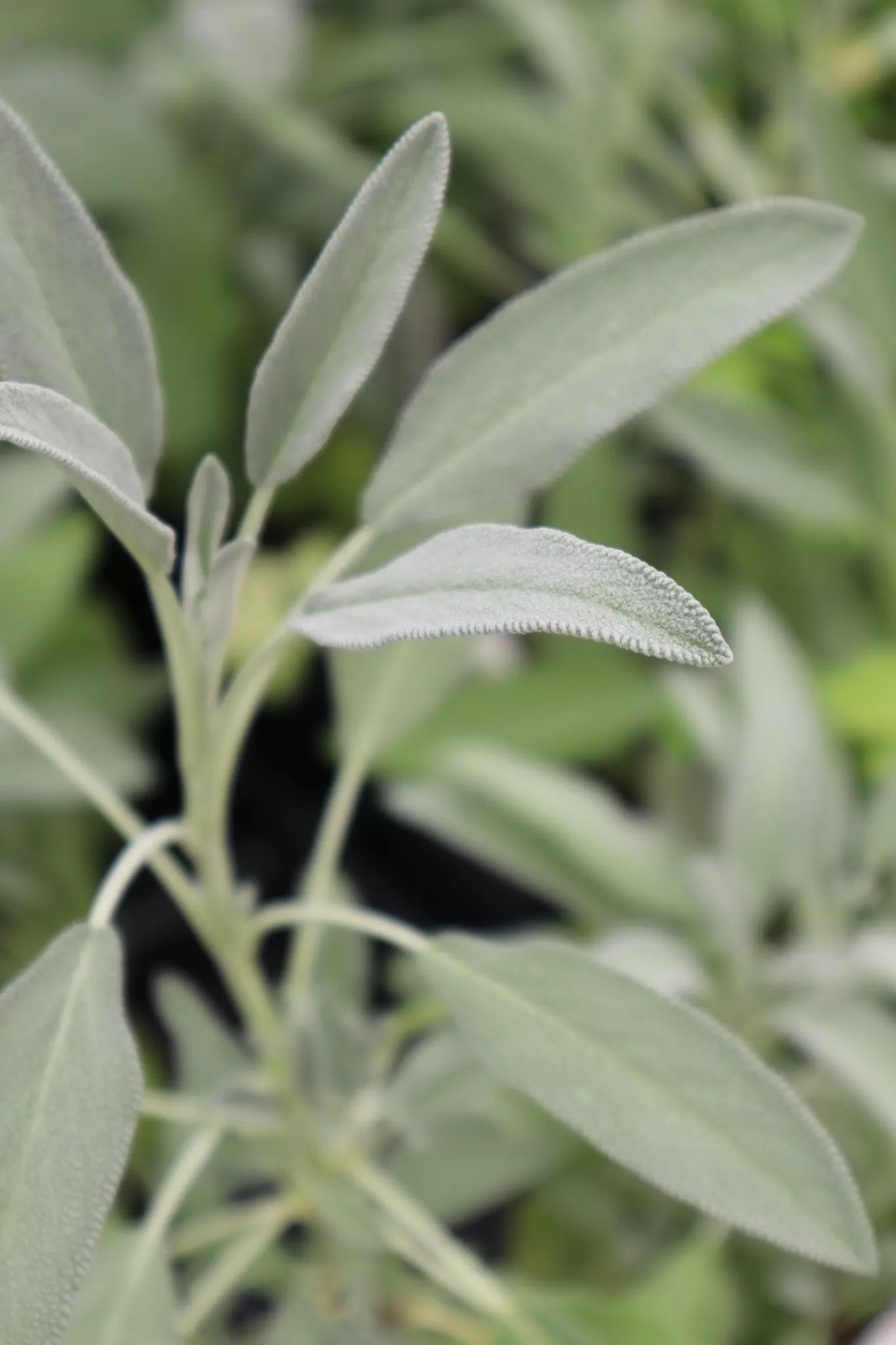 Salvia officinalis