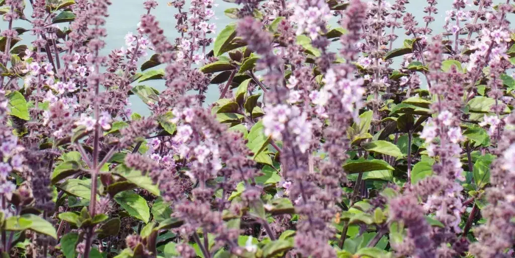 Salvia Officinalis