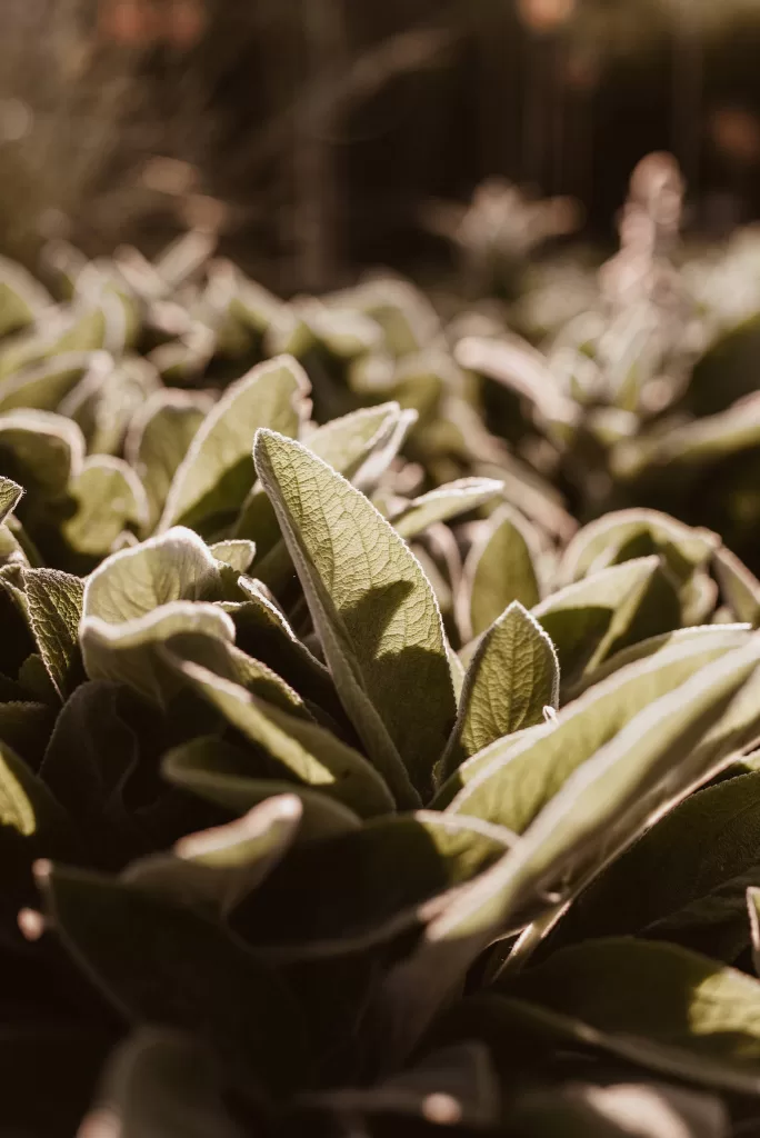 Salvia officinalis