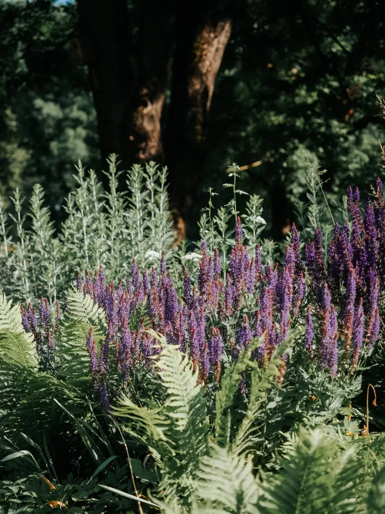 Vata dosha : Astringent sage 