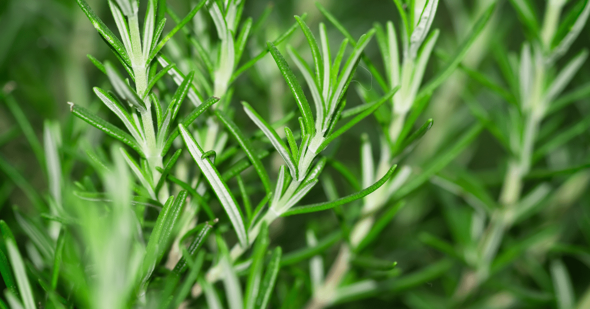 How Rosemary Oil Awakens The Brain & Better Mood