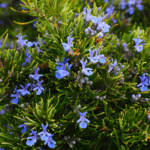 How Rosemary Oil Awakens The Brain & Better Mood (3)-min