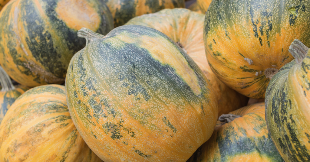 Organic Lady Godiva Pumpkin