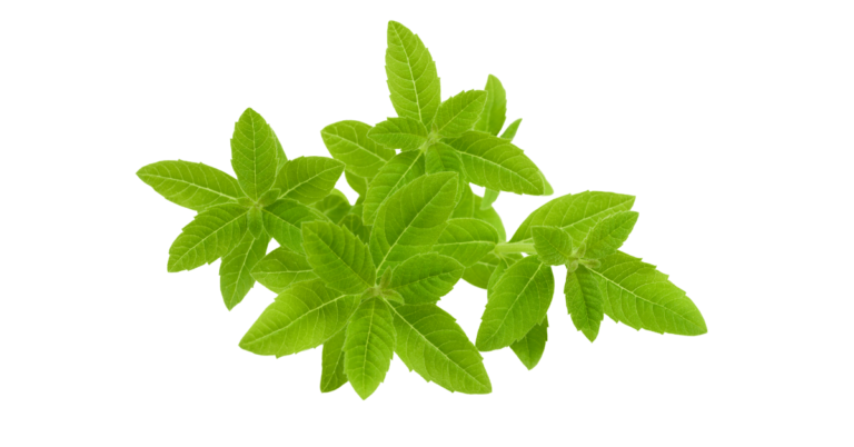 Muscle Recovery Better With Lemon Verbena