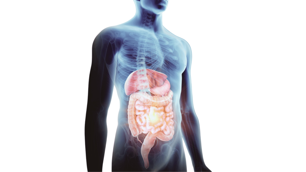 An illustrative image of the digestive system with a blue aura male