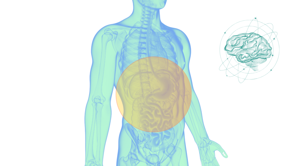 An illustrative 3D image of abdomen, metabolic matrix, gut, liver, brain