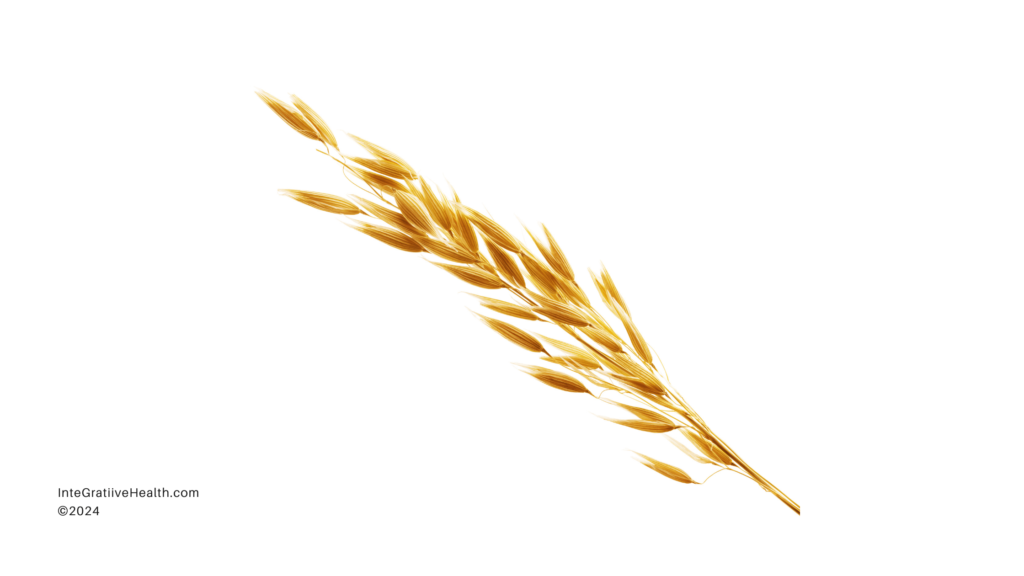 An illustrative image of a single oat leaf with grains 