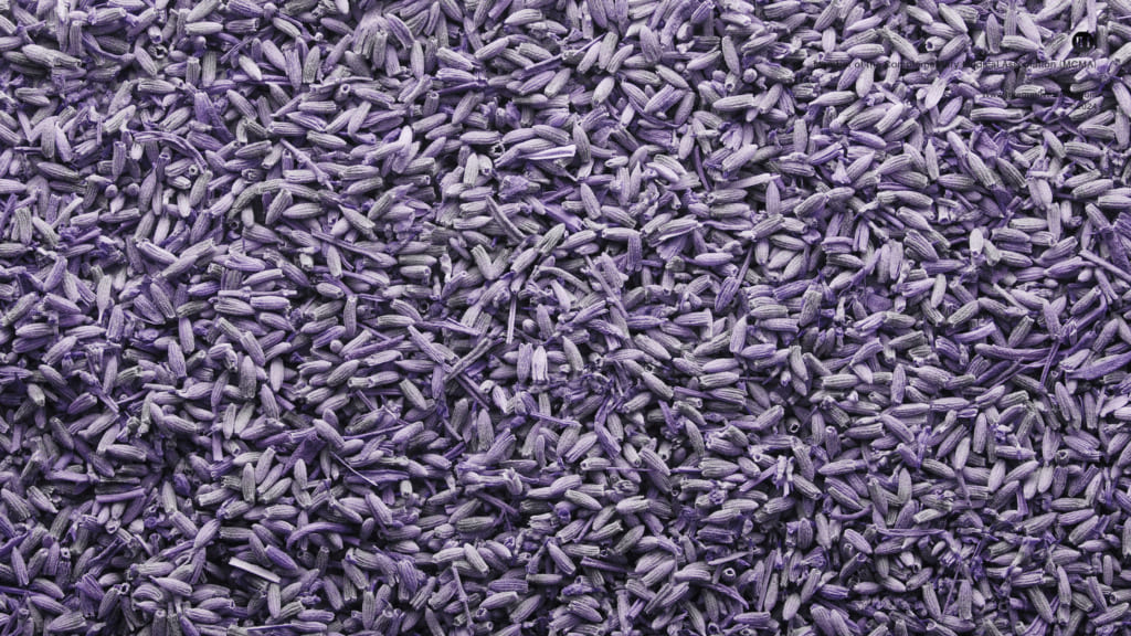 An illustrative image of dried lavender flowers