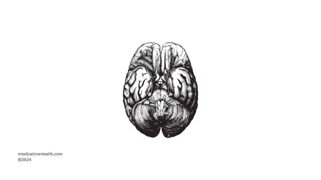 AN illustrative image of a vintage brain diagram