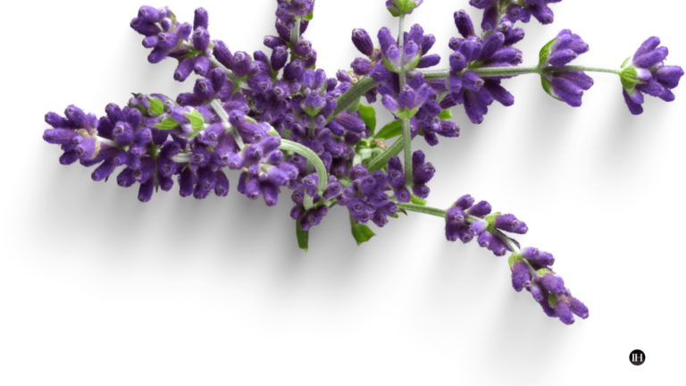 An illustrative image of lavender flowers on a white background