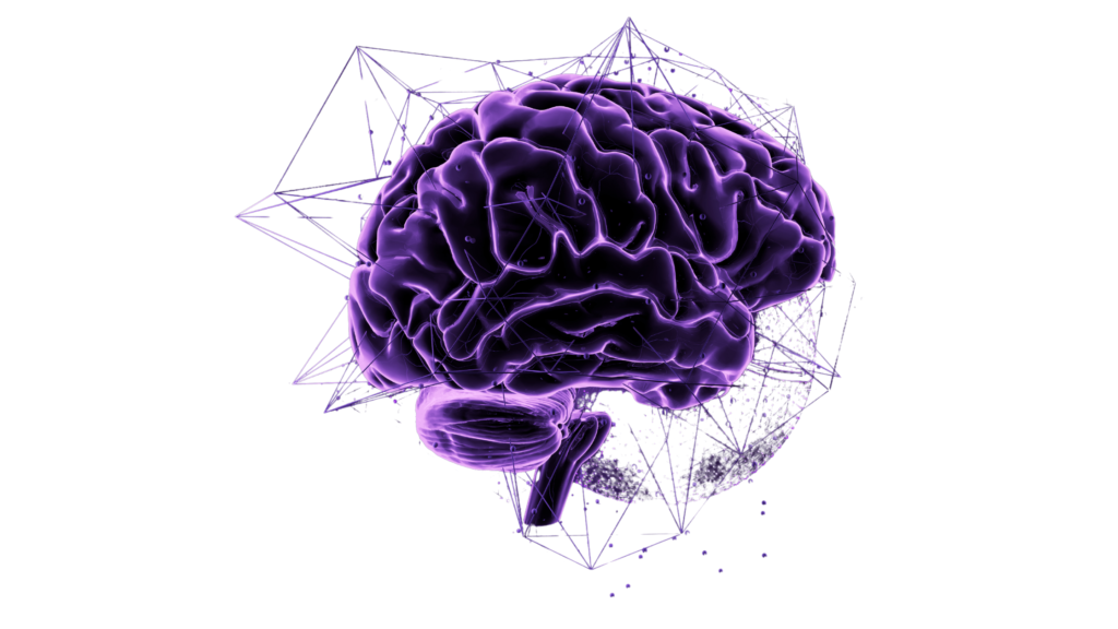 "An illustrative image of a symbolic lavender-colored brain, representing the mind and cognition, on a white background."