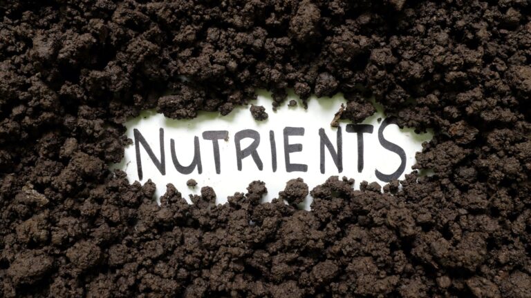 An illustrative image of the word nutrients on a white background surrounded by mud